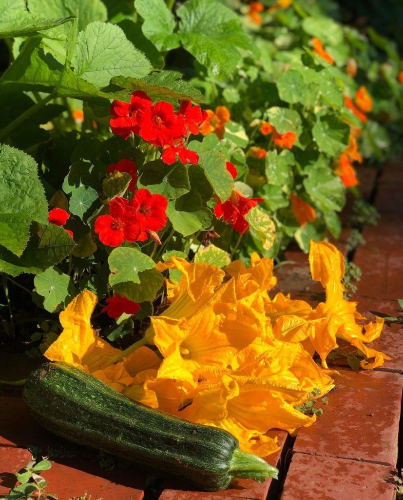 Zucchini Blossoms Gentleman Farmer in Maine